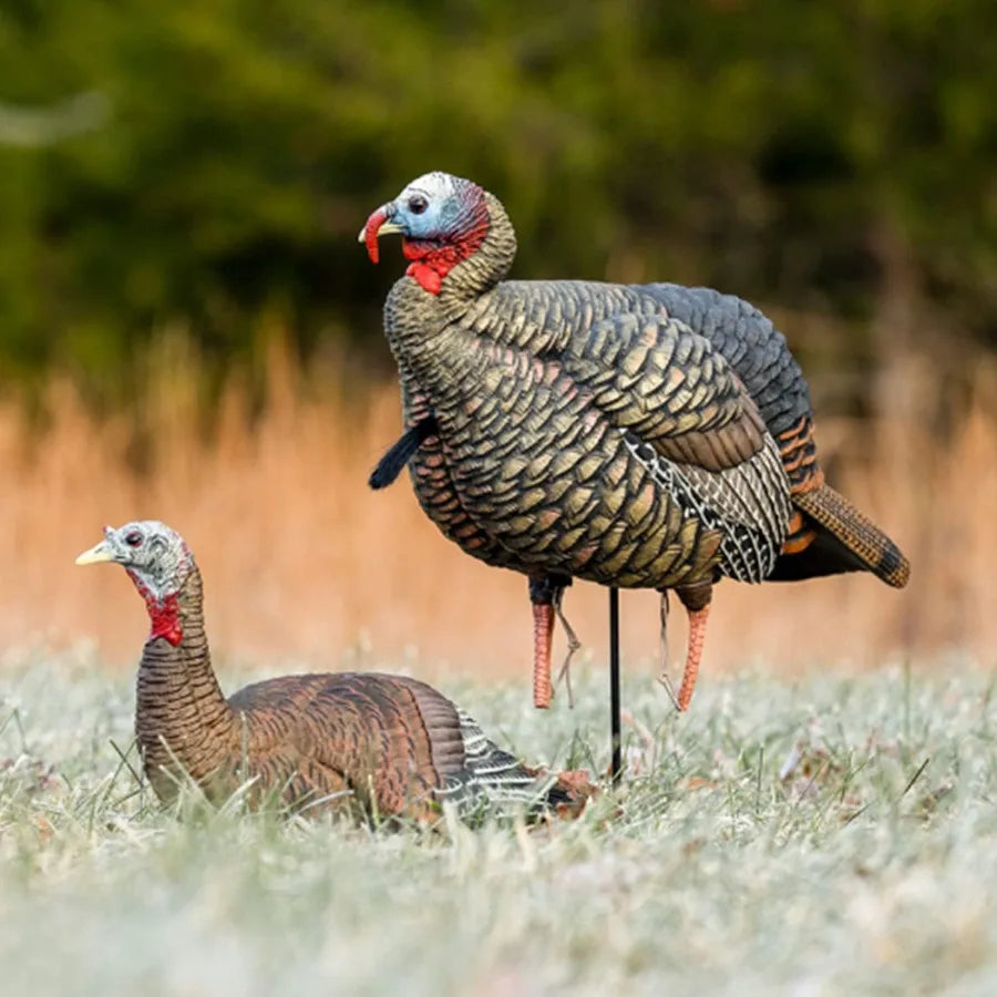 Avian X HDR Jake Turkey Decoy Rugged Realistic Lifelike
